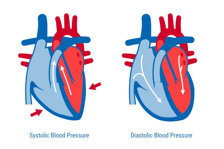 Systolic & Diastolic Blood Pressure