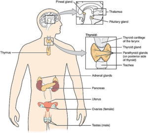 Thyroid gland