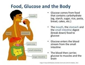 how human body deals with glucose?