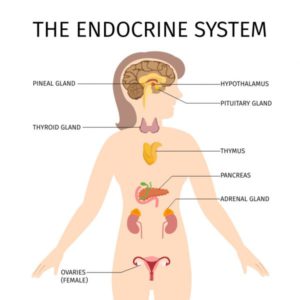 anatomy of endocrine systems