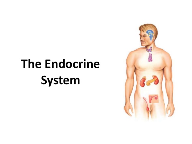 endocrine glands