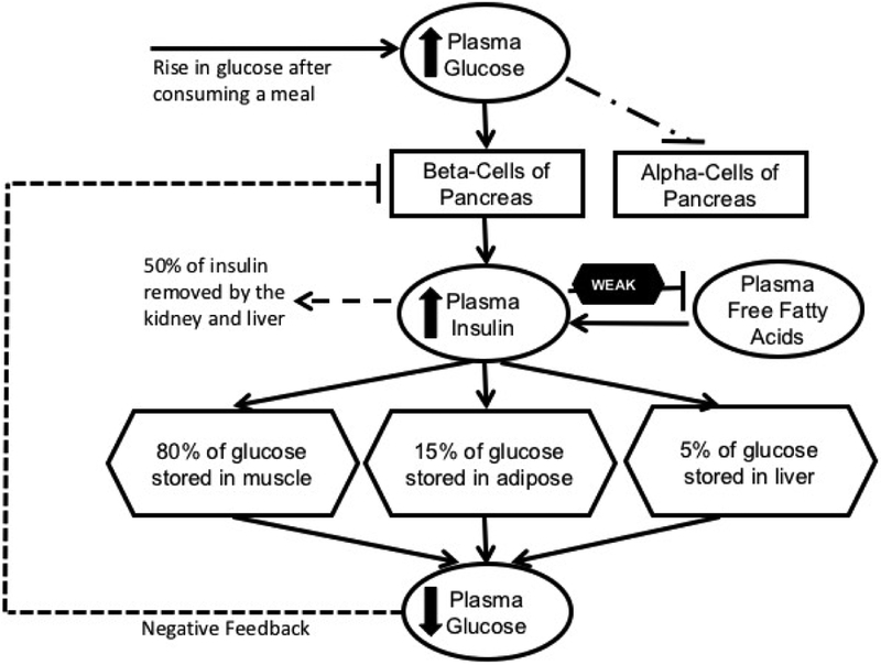 effect of diabetes on kidney function