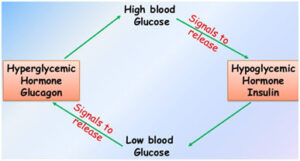 Regulation of blood glucose levels