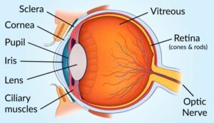 anatomy of eye