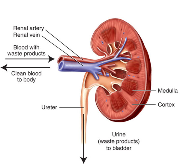 how do kidneys work