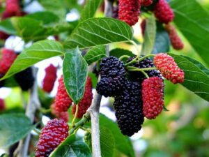 mulberry for diabetes