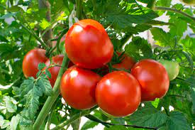 tomatoes best foods for diabetics 