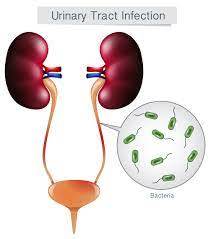 urinary system