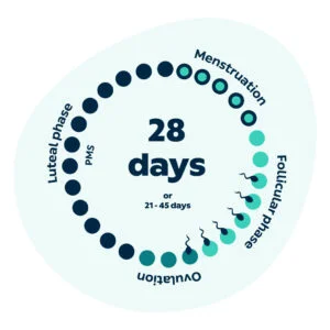 Menstrual cycle