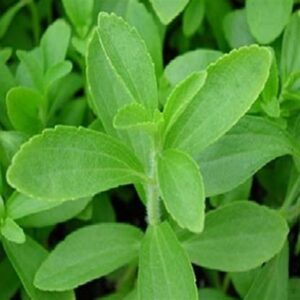 home remedies for diabetes stevia leaves