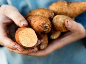 sweet potato for diabetes