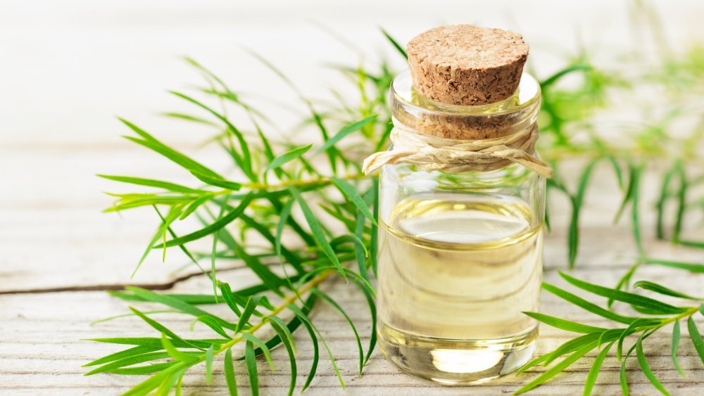8 Amazing Benefits and Uses of Tea Tree Oil for Hai