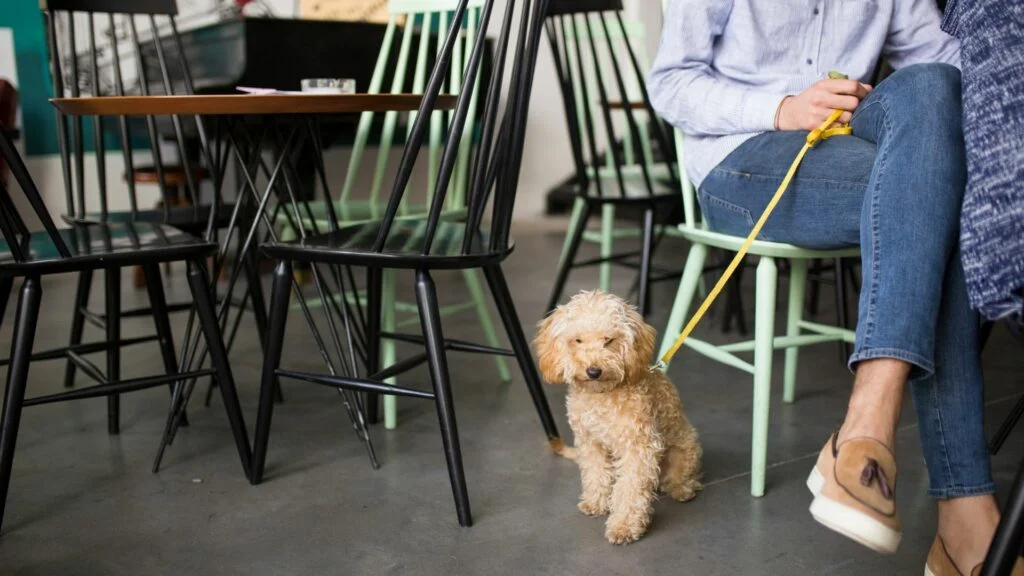 Pet-friendly Workplace workplace wellness tips