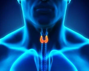thyroid gland