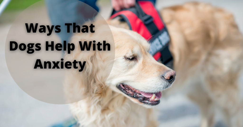 Dogs Help With Anxiety |11 Ways That Dogs Help With Anxiety