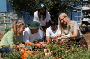 Horticulture Therapy- Gardening