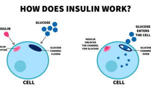 how does insulin work