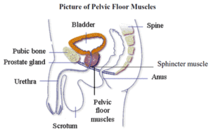 pelvic floor muscles