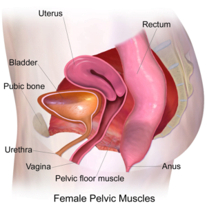 pelvic floor muscles women