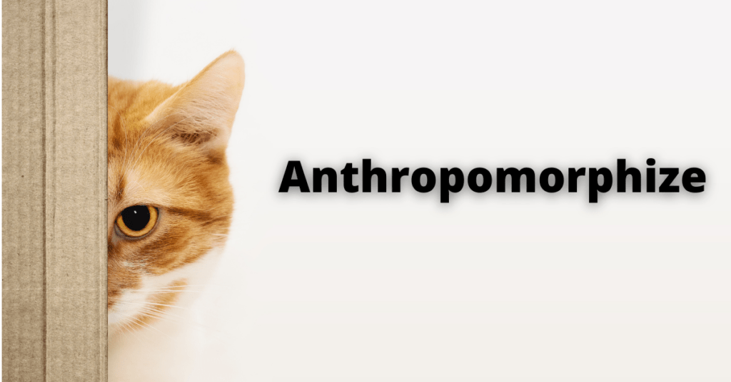 Anthropomorphize: Psychology Behind It