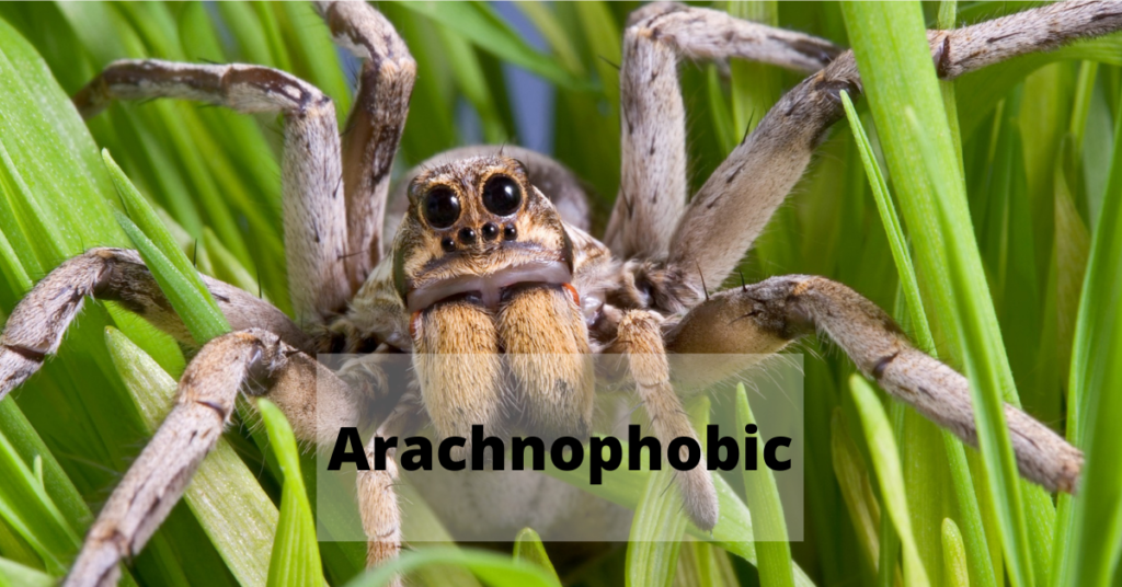 Arachnophobic | How To Calm Your Arachnophobia