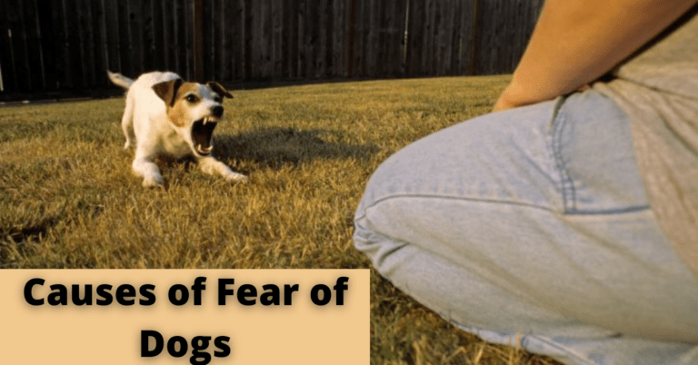 Fear of Dogs : Symptoms, Diagnosis, Prevention and Treatment