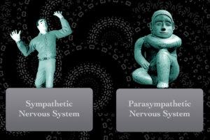 Examples Of Parasympathetic Responses