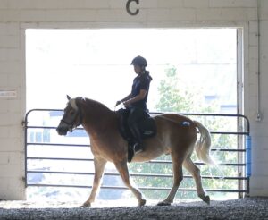 Equine Therapy