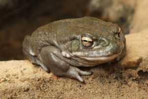 What Is Bufo Toad?
