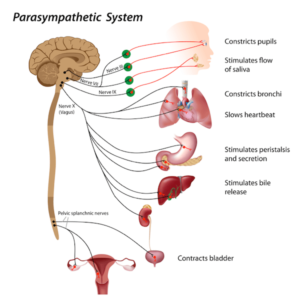 What Is Parasympathetic Nervous System?