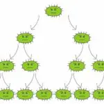 asexual reproduction