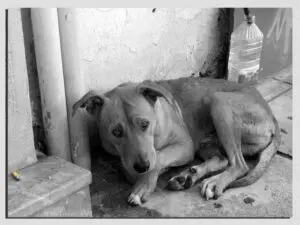Learned Helplessness