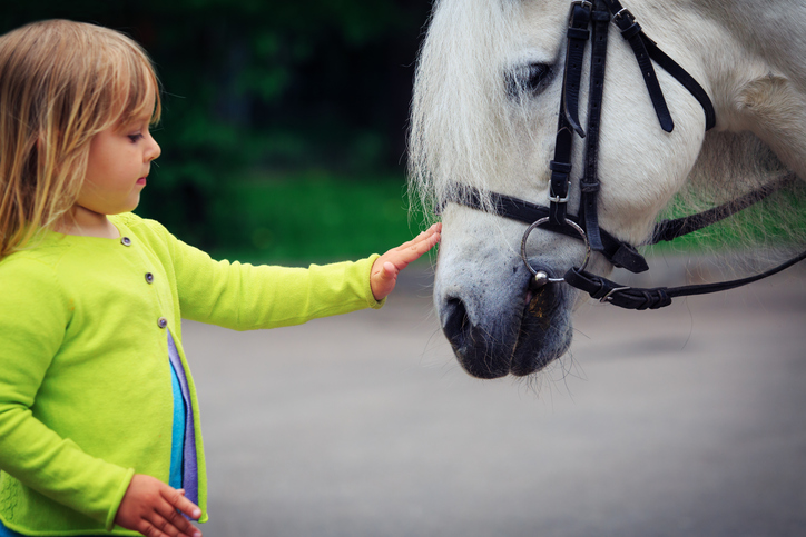 Equine Therapy Let Horses Heal Humans Mantra Care