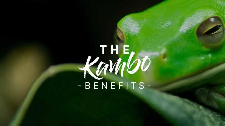 History Of Kambo Therapy?