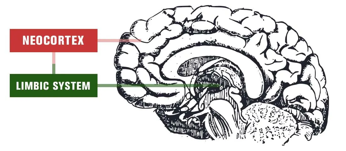 Benefits of Limbic System