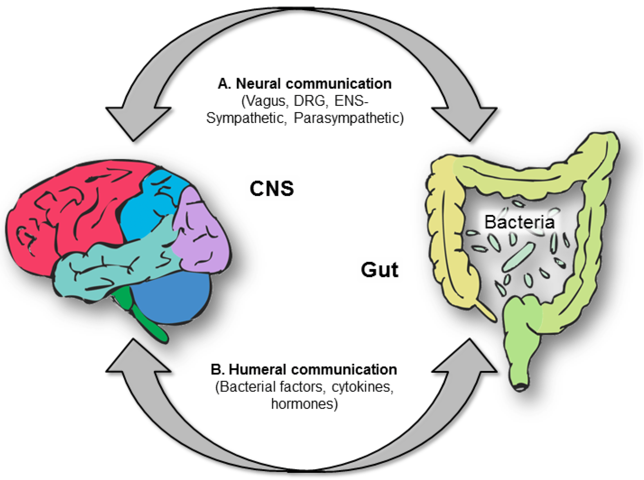 serotonin-meaning-working-levels-functions-and-more