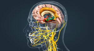 Limbic System Function | Working of Limbic System