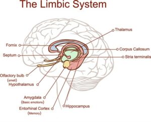 What Is Limbic System?