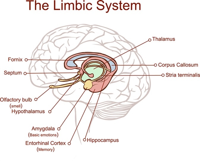 Limbic System Function: Working, Benefits, Impacts & More