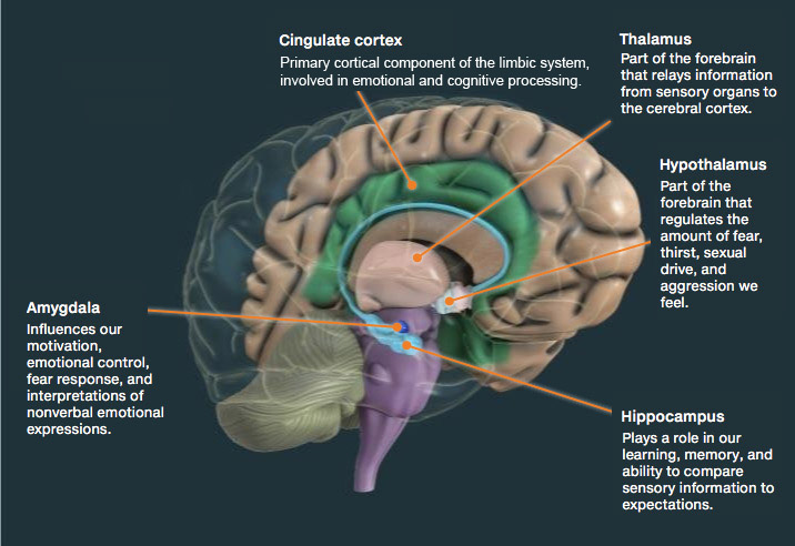 What Is The Limbic System? Definition, Parts, And Functions