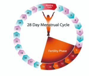 Normal menstrual cycle in Hindi