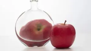 body dysmorphic disorder (2)