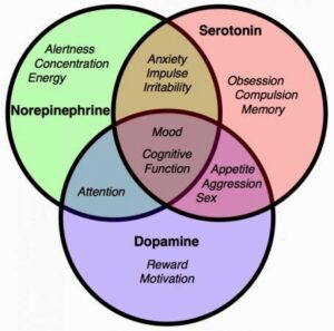 norepinephrine dopamine
