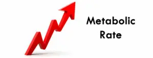 Increasing metabolism