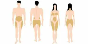 Subcutaneous Fat