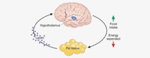 Defining Fat Hormone