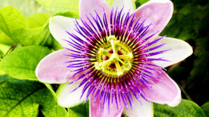 Passionflower
