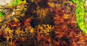 Sea Moss for Weight Loss: A Surprising Way to Lose Weight