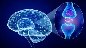 What Is The Role Of Serotonin In Mental Health?
