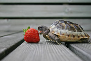 How Slow Should You Eat?